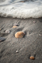 Seashell at the Beach