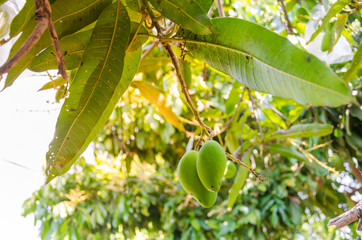 Mango fruit on tree With orange light
