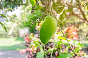 Mango fruit on tree and garden background With orange light