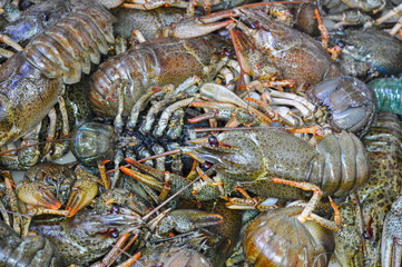 Live crawfish