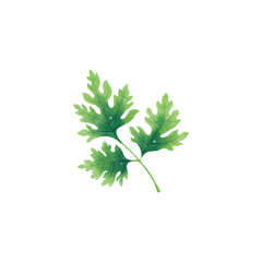 Isolated illustration of a leaf or branch of parsley on white background.