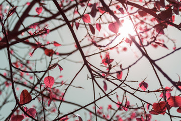 The leaves pink color of the Bodhi Tree in the summertime with the sunlight in midday