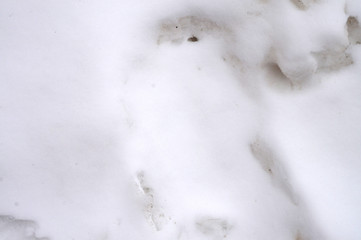 texture of white snow