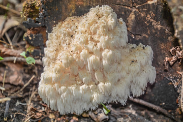 a large clump of hericum, white, fungus, on a brown forest floor