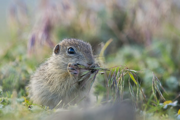 cute little gopher eating