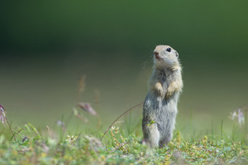 gopher standing