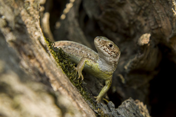 lizard closeup