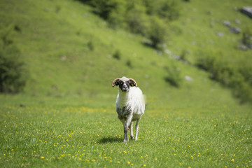 Goat in the green field