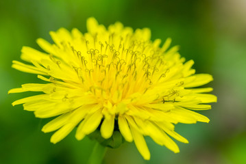 Macro shot of an yellow flower