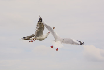 Two seagulls and one meal