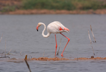 Portrait shot of White Flamingo  / White Flamingo, elegant bird.
