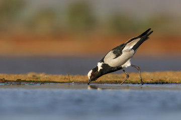 Blacksmith Plover in Zimanga Game Reserve in South Africa