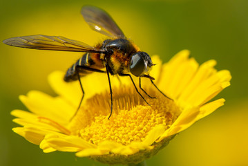 Bee on yellow flower