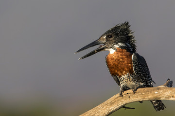 Giant Kingfisher fishing from a branch in Zimanga Game Reserve in South Africa