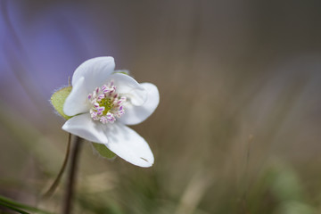 Makro eines Leberblümchens