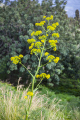 Obraz premium fenchelblüte