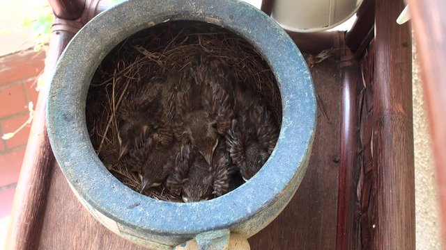 Blackbird nest in ceramic jug with young blackbirds