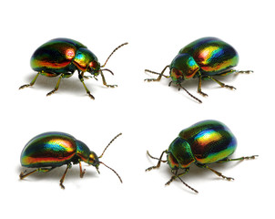 Green beetle on white