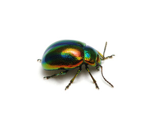 Fototapeta premium Green beetle on white