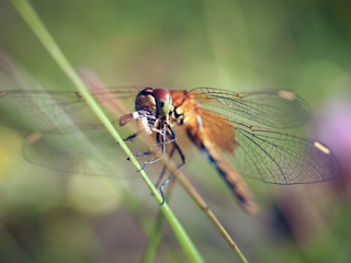Beautiful dragonfly eats the prey