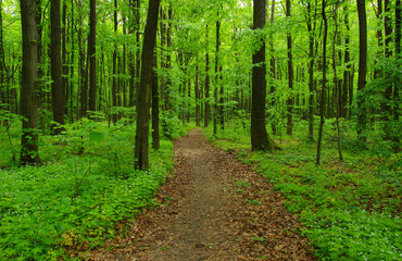 Fototapeta premium Forest trees in spring
