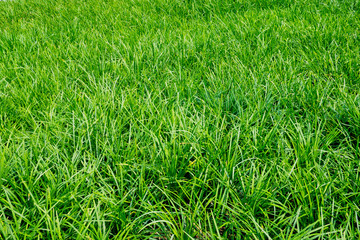 grass field background. green grass. green background