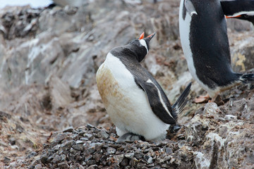 Gentoo penguin with chicks in nest