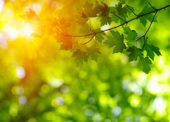 Sun beams and  leaves.