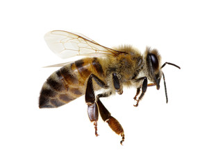 Bee isolated on white