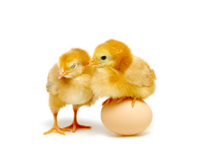 Fototapeta premium brown egg and chicks