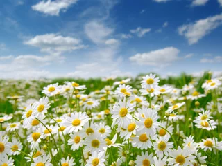 Peel and stick wall murals Daisies white daisies on blue sky