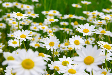 White daisy on  field