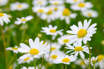 White daisy on  field