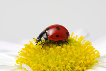 Ladybug on a flower