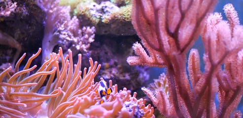 Reef tank, marine aquarium full of fishes and plants. Tank filled with water for keeping live underwater animals. Gorgonaria, Clavularia. Zoanthus. Zebrasoma. Percula. Oxycirrhites typus, Bleeker.