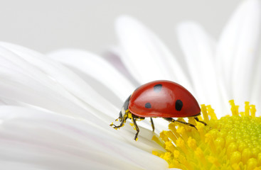 Obraz premium Ladybug on a flower