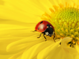 Ladybug on a flower