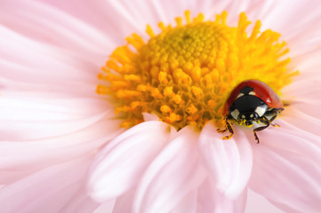 Ladybug on a flower