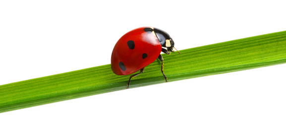 Ladybug on green grass
