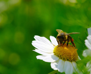 Bee and flower