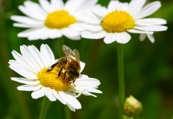  Bee on a daisy
