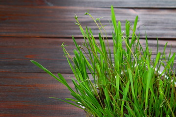 Obraz premium Sprouted green oats in the form of grass at home.