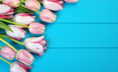 Fototapeta na wymiar Tulips on a blue background