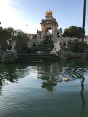 Dog swimming in Parc De La Ciutadella