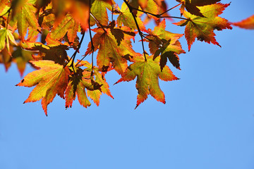 Close up red and yellow acer leaves over blue sky