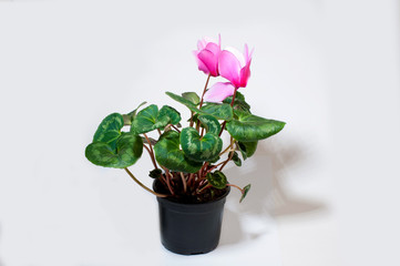 Pink cyclamen in a flower pot isolated on a white background.