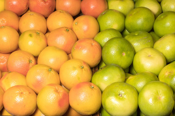 grapefruit harvest. many grapefruits. grapefruits from the field for food texures.