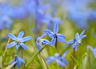 Close up blue spring Scilla flowers