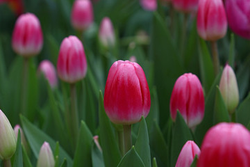 Pink tulip flowers with green leaves