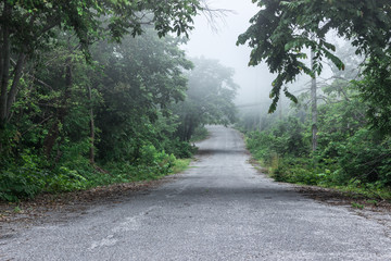 Fototapeta premium The old road on the mountain on the side of the road is a forest in the morning with fog.